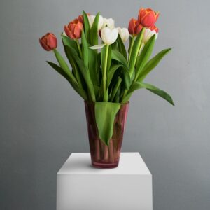 Dusty Red and White Tulips