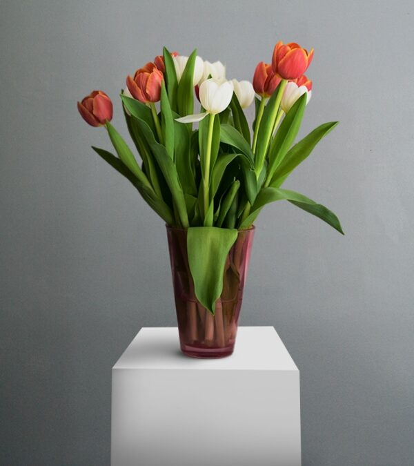 Dusty Red and White Tulips
