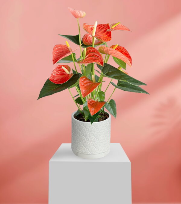 Romantic Red Anthuriums