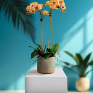 Mango Orchid Petals With Vase