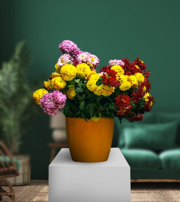 Freshly Yellow and Pink Chrysanthemum With Vase