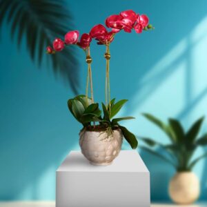 Light Red Orchid Petals With Vase