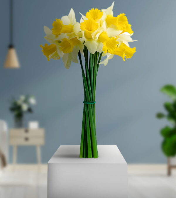Yellow & White Daffodils Bunch