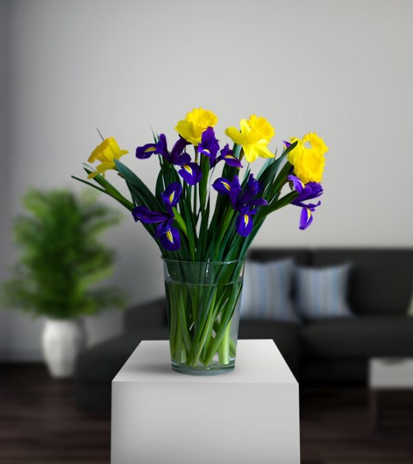 Fresh Aqua Iris