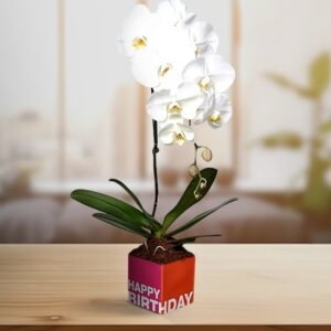 Innocent White Orchid With Vase