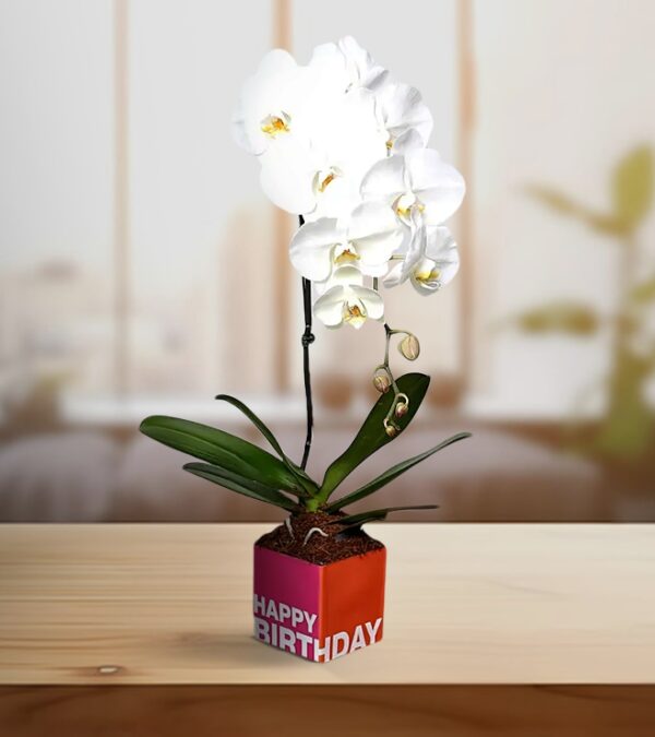 Innocent White Orchid With Vase