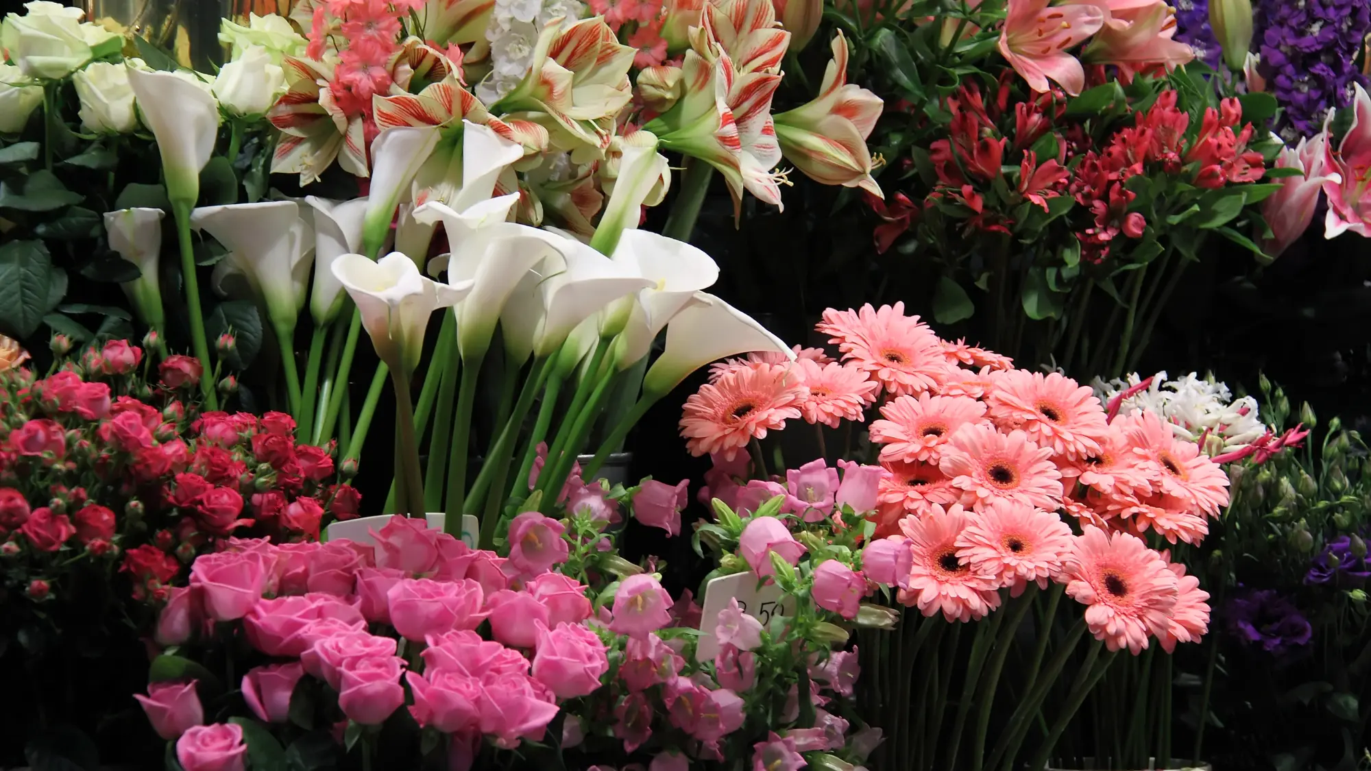 Flower Collection