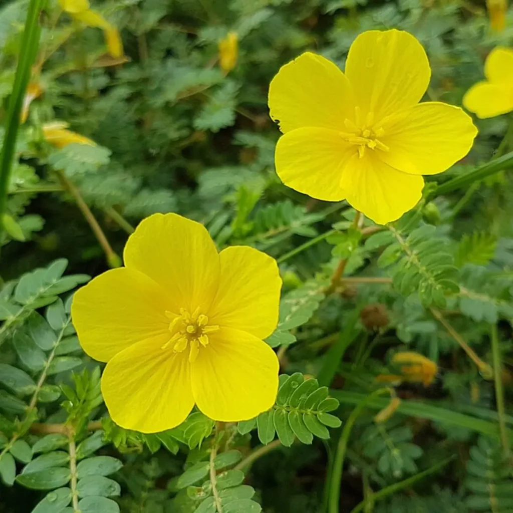 Tribulus Omanense