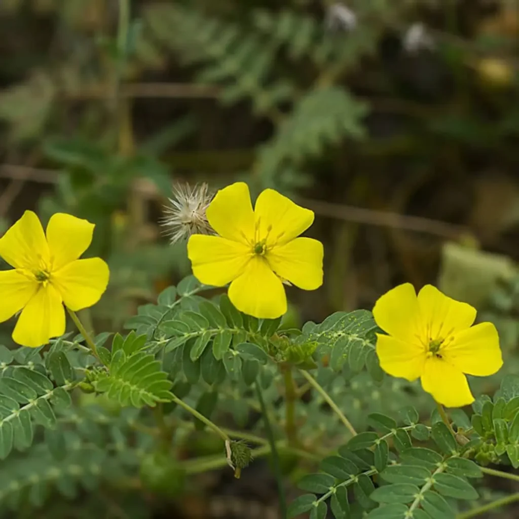Tribulus Omanense facts