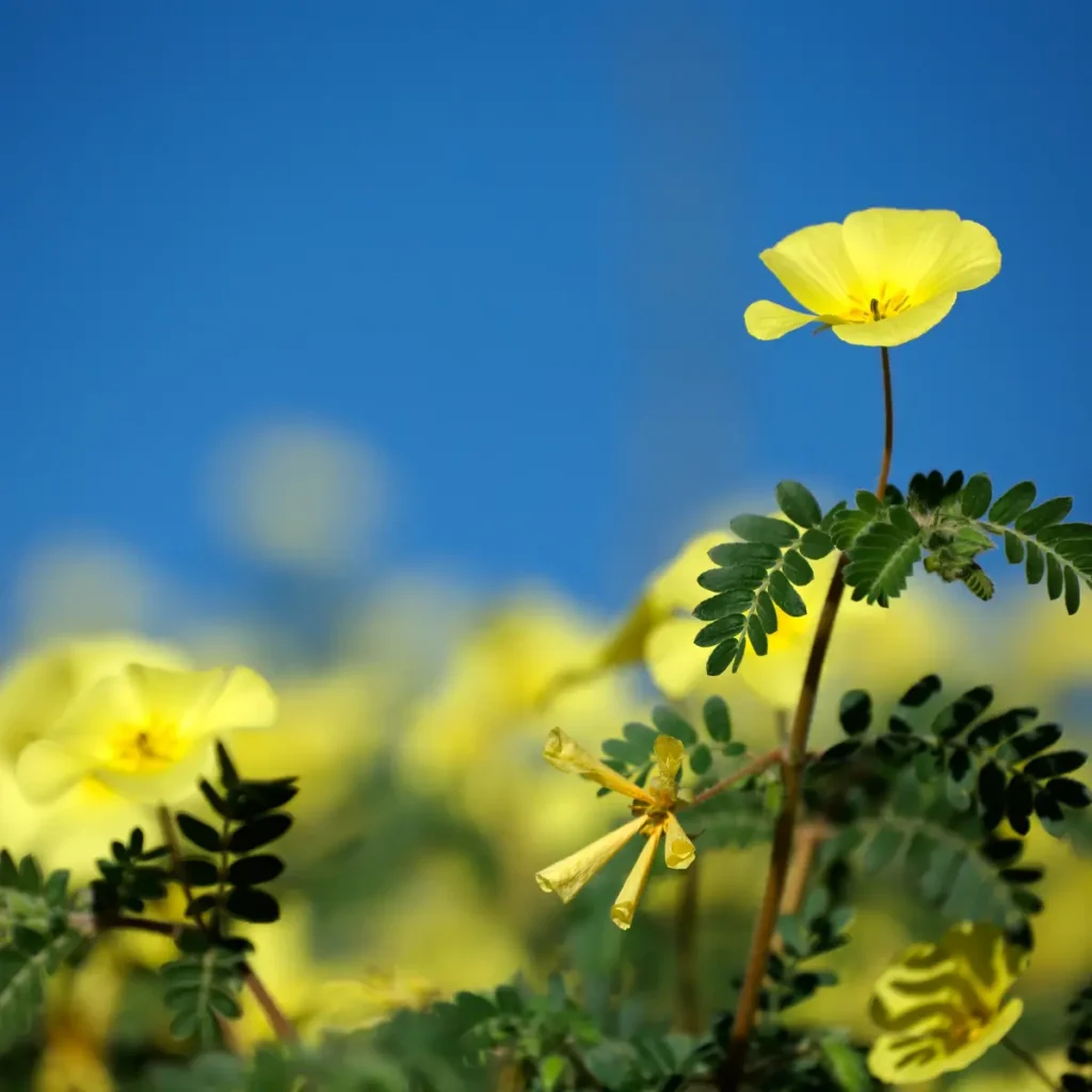 Tribulus Omanense