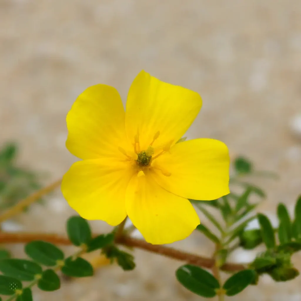 Desert Tribulus Omanense