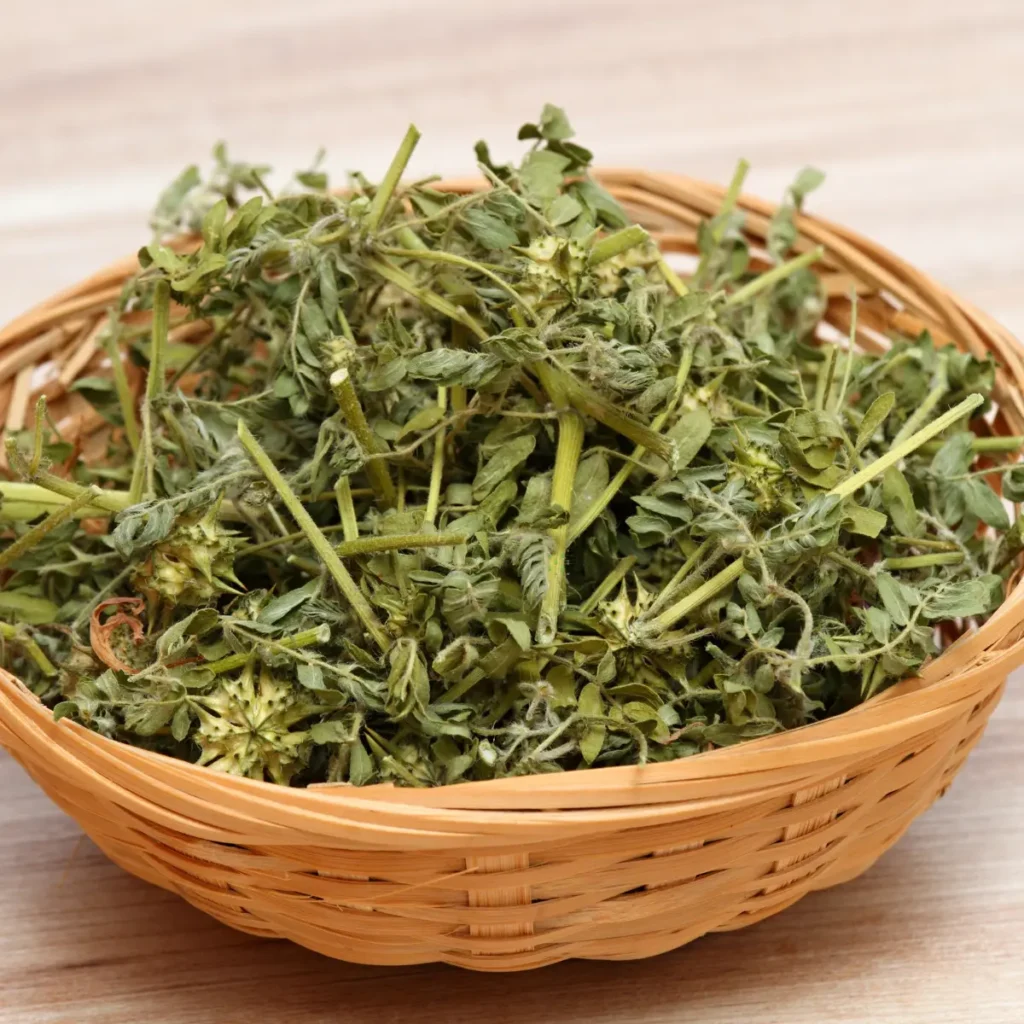 Tribulus Omanense Medicinal Uses