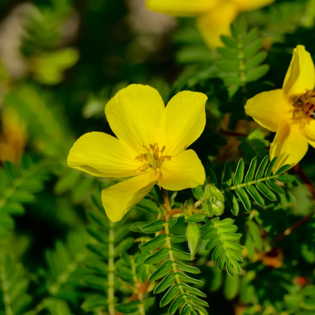 natural Tribulus Omanense
