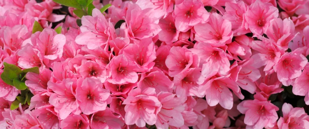 Azaleas