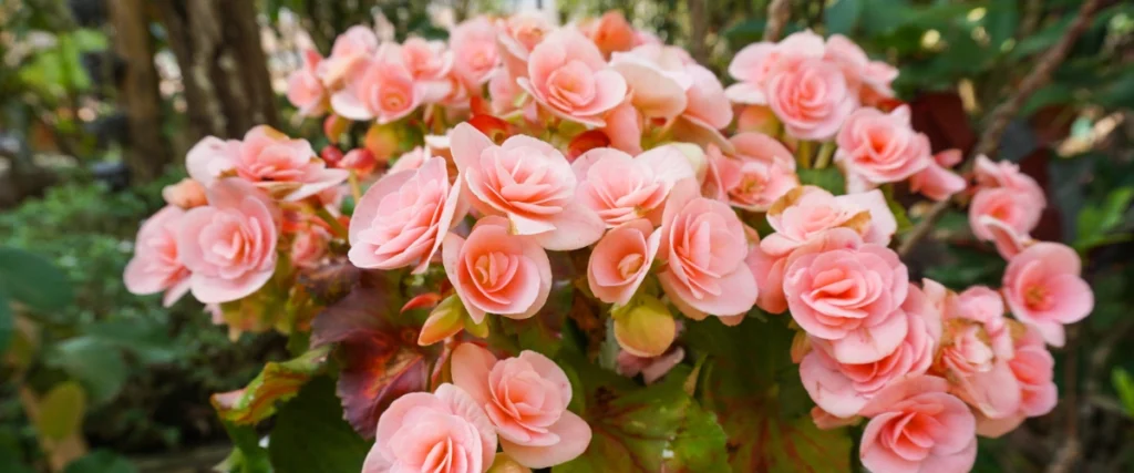 begonia