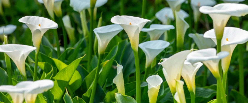Calla Lilies