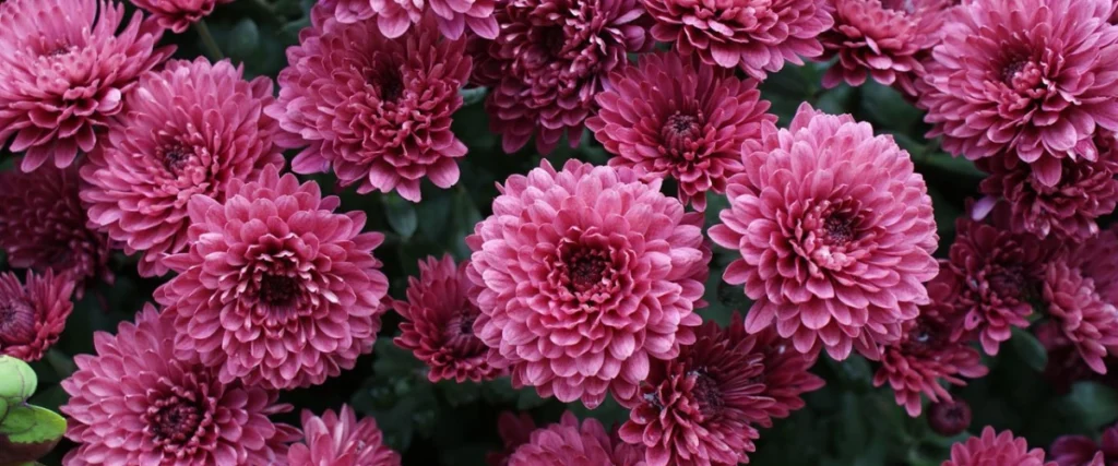 Chrysanthemums flower