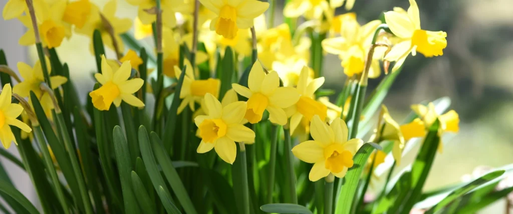 Daffodils
