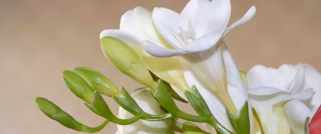 Freesias