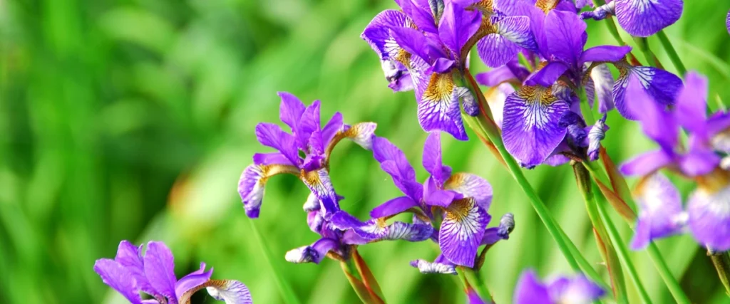 Irises