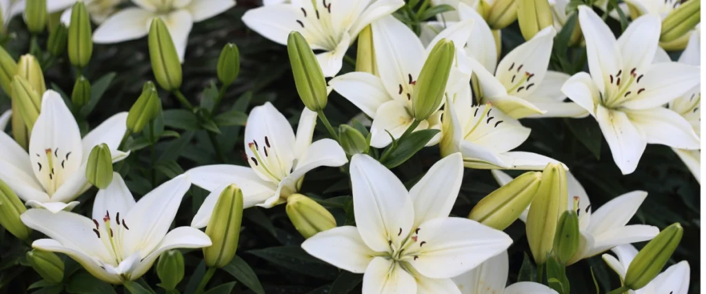 Lilies Flowers