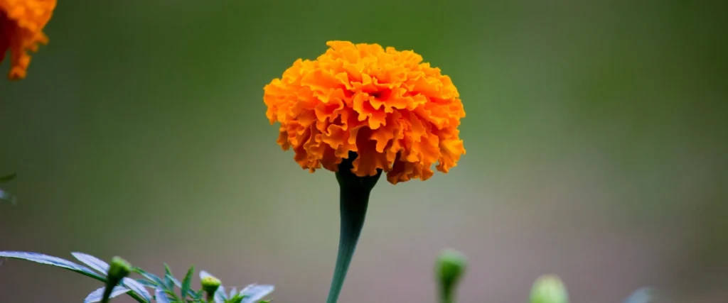 Marigold