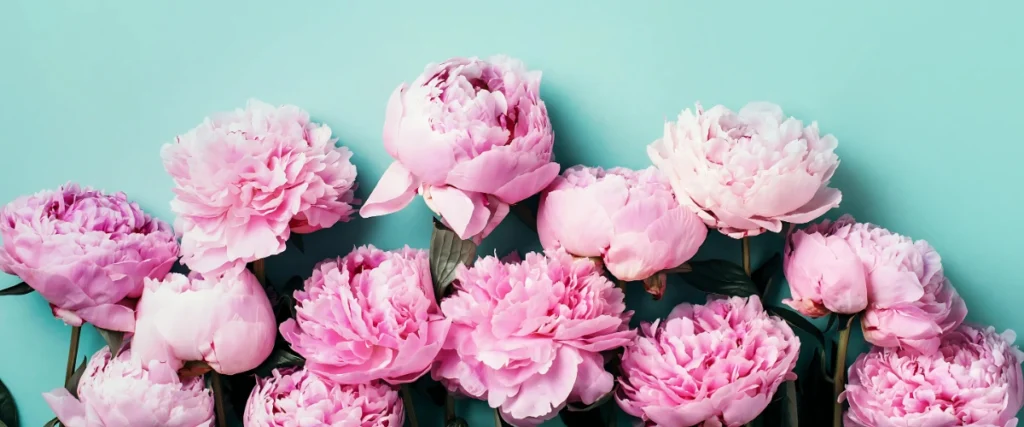 Peonies Flowers