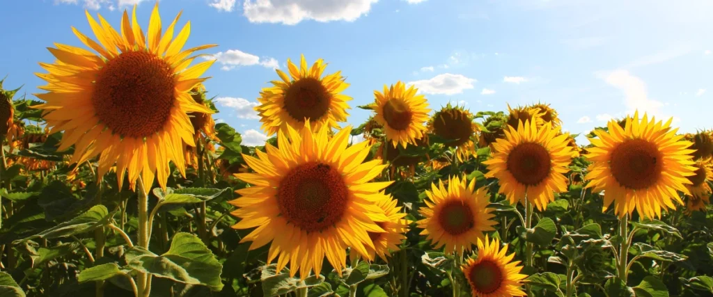 Sunflowers
