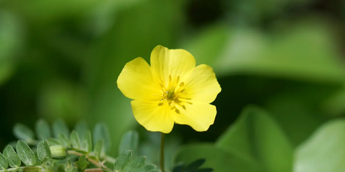 Tribulus Omanense