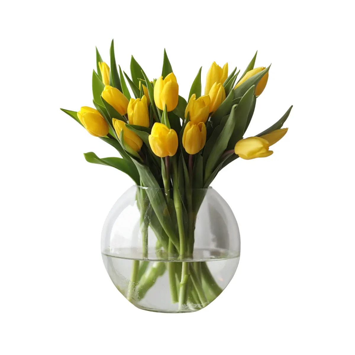 Tulip Flowers
