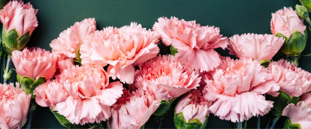 carnation Flower Bouquet
