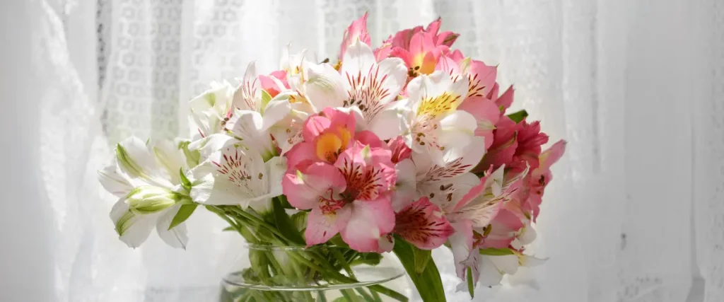 Lily Flowers meaning & symbolism