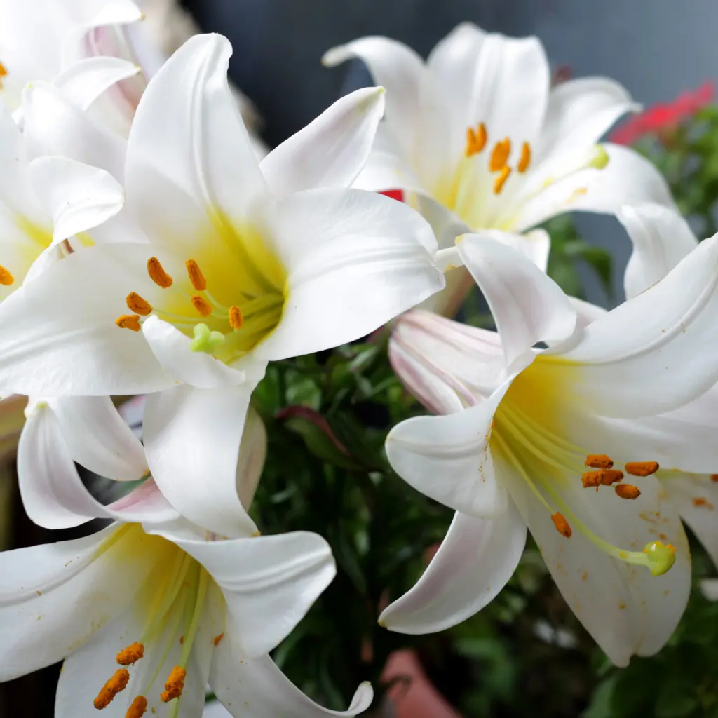 Lily Flowers
