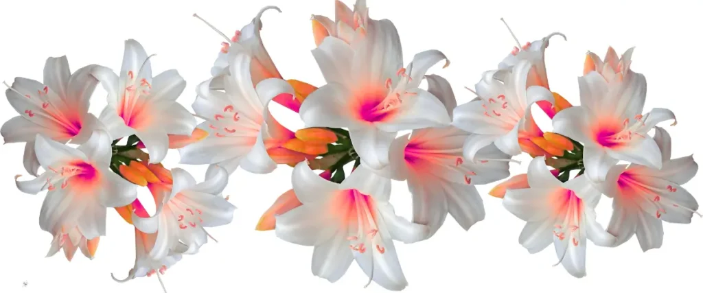 Lily Flowers