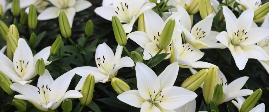 importance of lily flowers