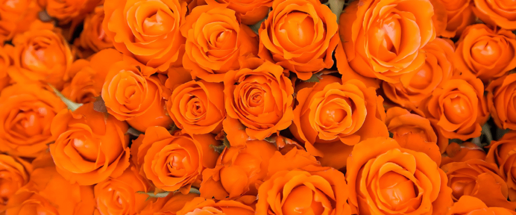 Orange Rose