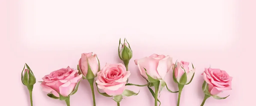 Pink Rose Meaning - Timeless Symbol Of Grace