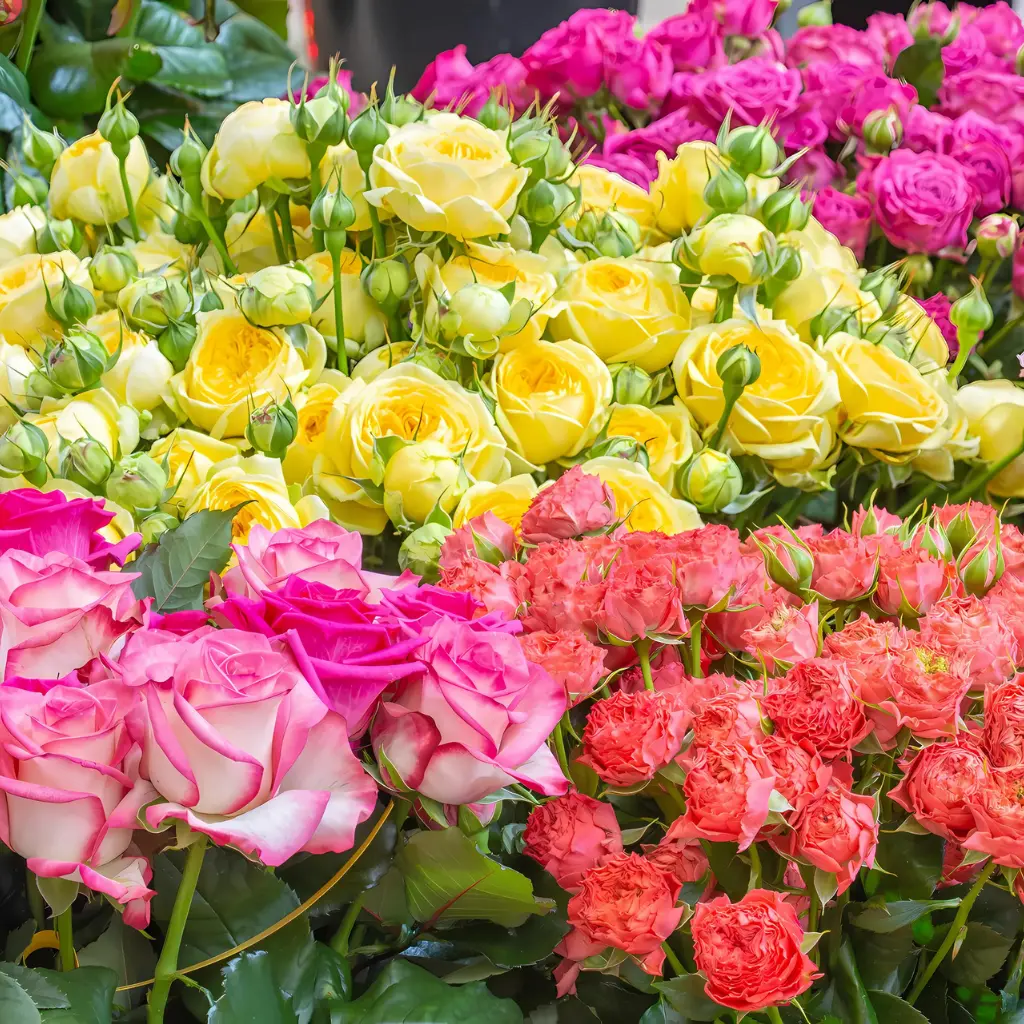 Rose Color Meanings & Symbolism