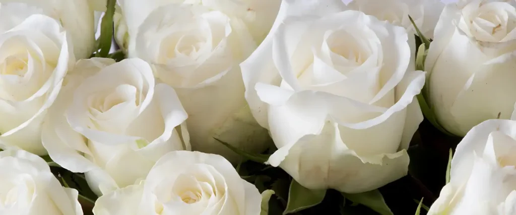 White Roses