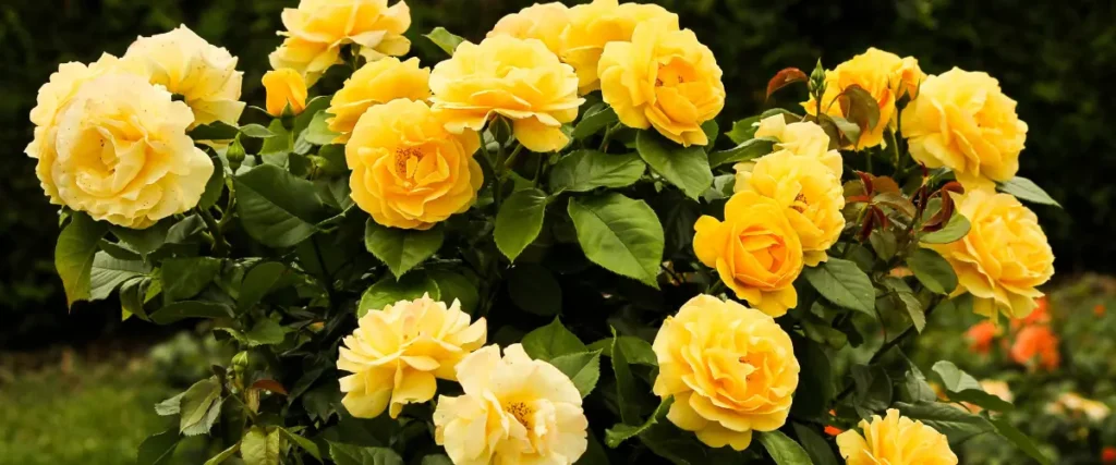 Yellow Roses